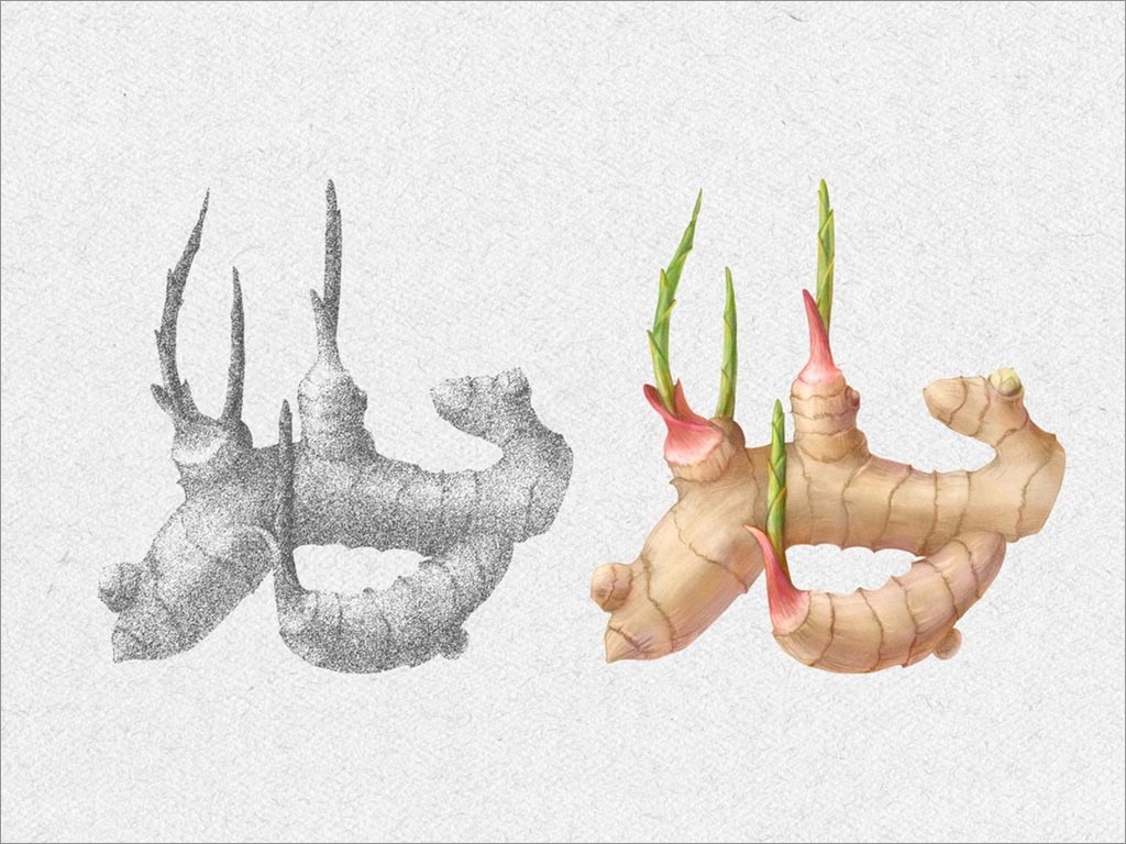 印度尼西亞IMMUNO傳統(tǒng)姜汁草藥飲料包裝設(shè)計之核心插圖繪制